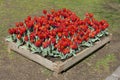 Cultivation of tulips in wooden boxes